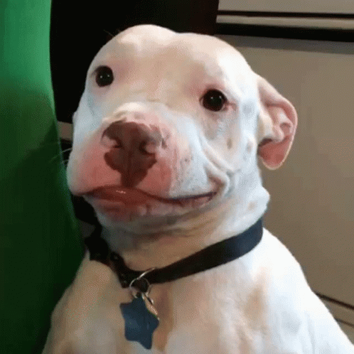 White Dog With Black Collar Smiling