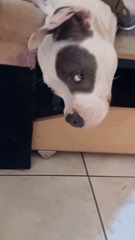 White Dog With Black Spot Laying Down