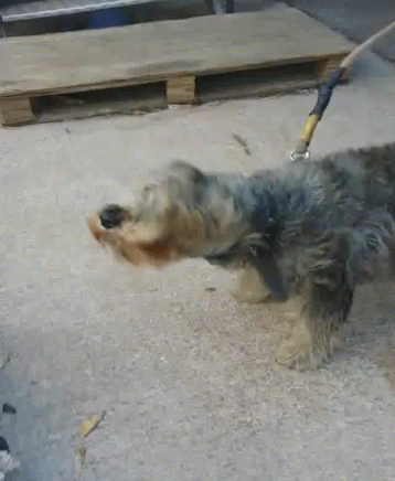 White Dog With Brown Spots Next To Black Cat On Leash GIF