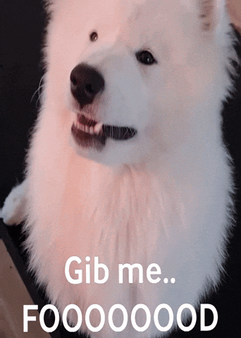 White Dog With Gib Me Foooooood