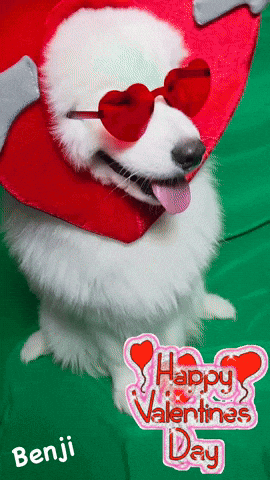 White Dog With Heart Sunglasses and Red Heart Hat Says Happy Valentine's Day Benji
