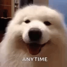 White Dog With Mouth Open Saying Anytime