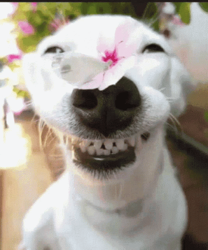 White Dog With Pink Flower in Nose