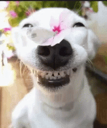 White Dog with Pink Flower on Nose Smiling