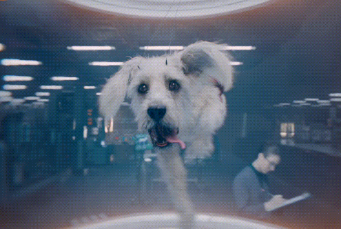 White Dog With Pink Tongue Looking in Dark Room