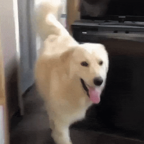 White Dog With Pink Tongue Standing in Front of TV
