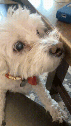 White Dog with Red Collar Sitting