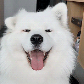 White Dog with Tongue Out