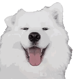White Dog with Tongue Out