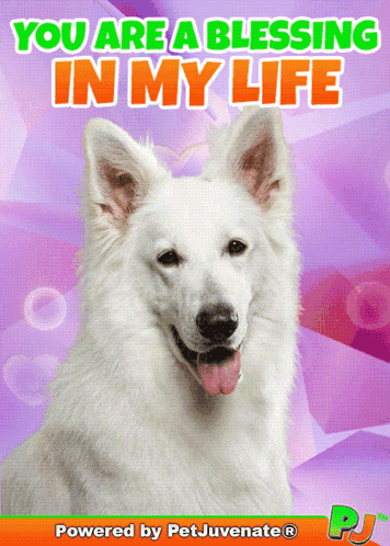 White Dog You Are a Blessing in My Life
