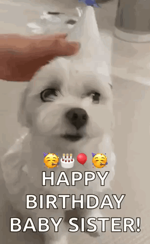 White Doggo Happy Birthday Sis GIF
