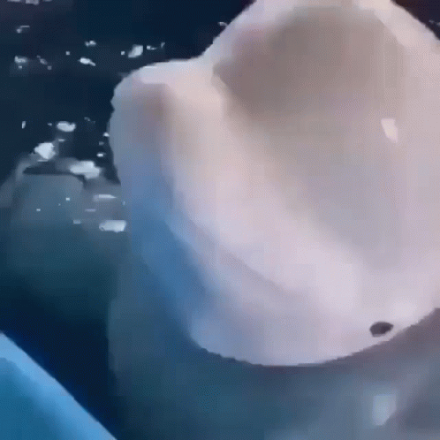 White Dolphin Swimming Close Up