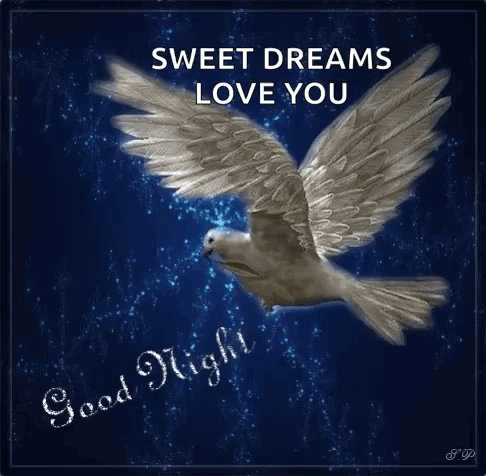 White Dove Flying Night Sky Sweet Dreams Love You
