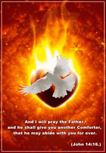 White Dove Flying Over Burning Heart