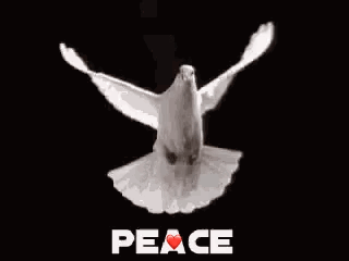 White Dove Flying With Peace