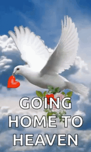 White Dove Flying With Red Heart GIF