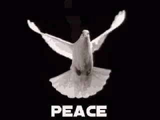 White Dove Flying With Wings Spread Saying Peace