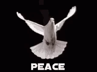 White Dove Flying With Word Peace
