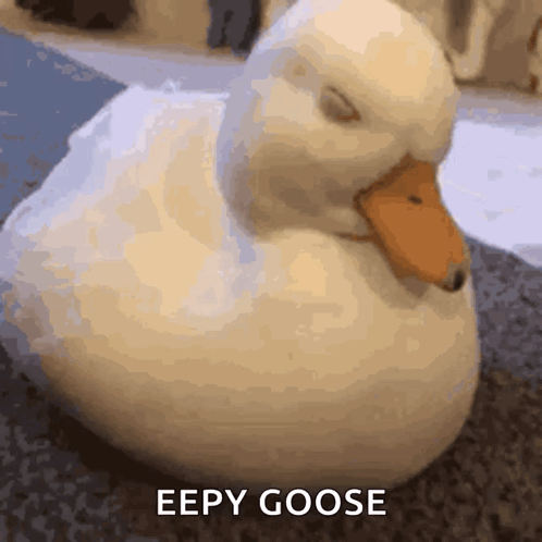White Duck Lying Down With Eyes Closed