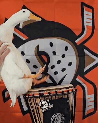 White Duck On Drum With Ducks Banner GIF