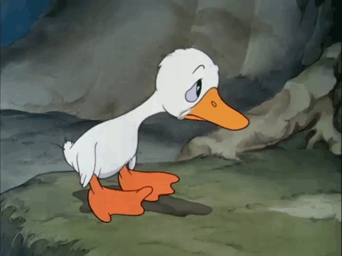 White Duck Standing on Rock