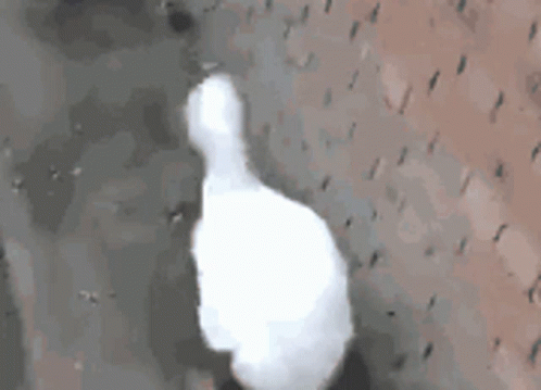 White Duck Waddle Energetically GIF
