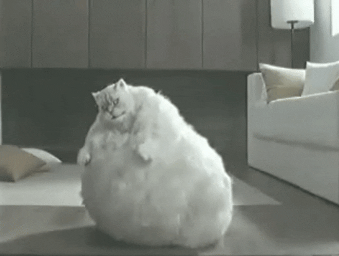 White Fat Cat Bouncing GIF