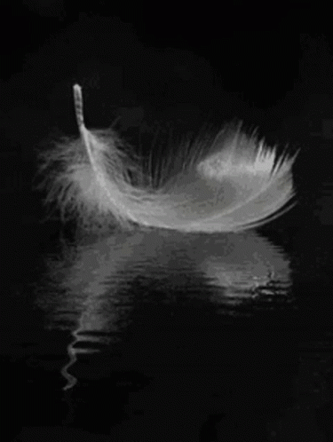 White Feather Floating In Water GIF