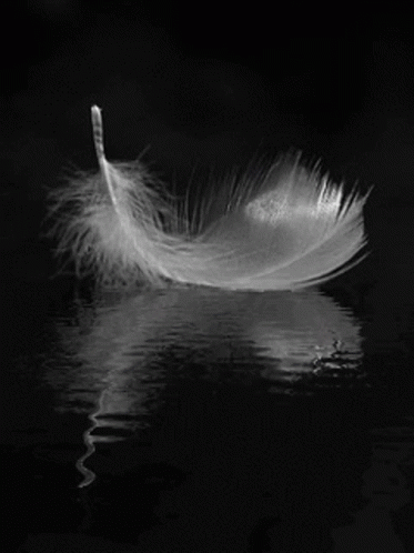 White Feather Floating On Water GIF