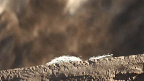 White Feather on Rock