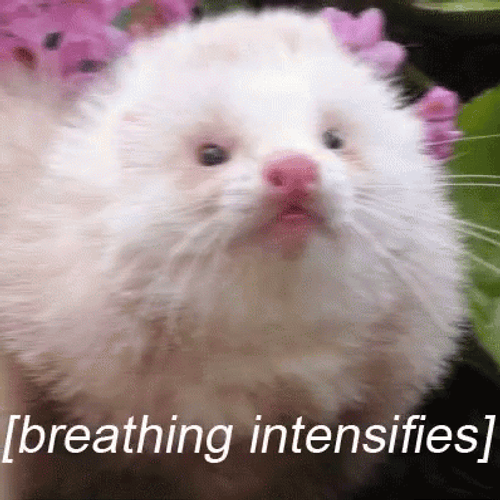 White Ferret Deep Breathing GIF