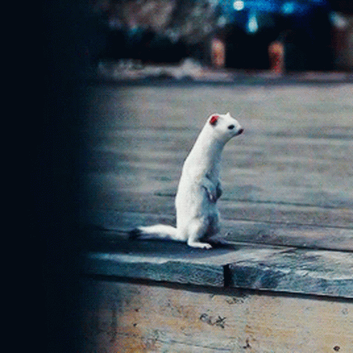 White Ferret Standing On Hind Legs On Ledge GIF