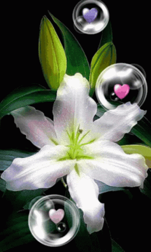 White Flores And Bubbles GIF