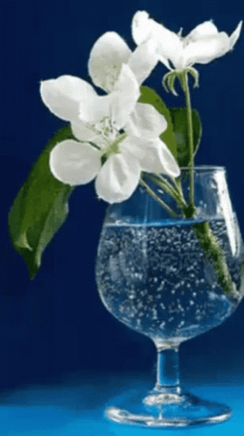 White Flower In Glass GIF