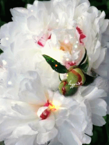 White Flower With Name Lagniaz GIF