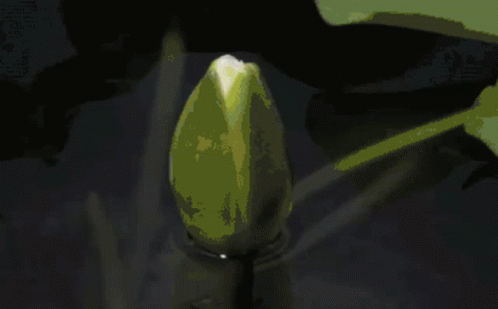 White Flower With Yellow Center GIF