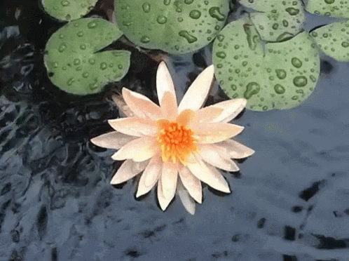 White Flower Yellow Center Floating on Water