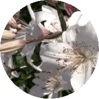 White Flowers in a Circle