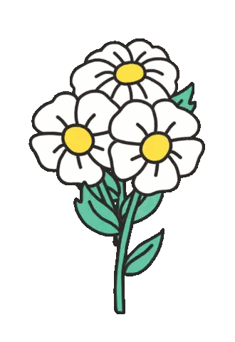 White Flowers with Yellow Centers
