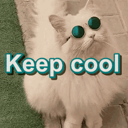 White Fluffy Cat Keep Cool GIF