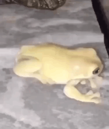 White Frog Sitting On Table GIF