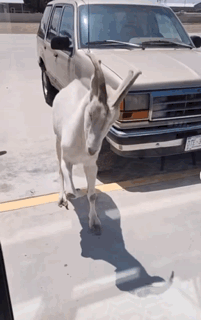 White Goat in Front of Silver Ford SUV