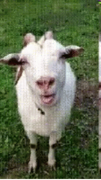 White Goat in Grass Looking at Camera