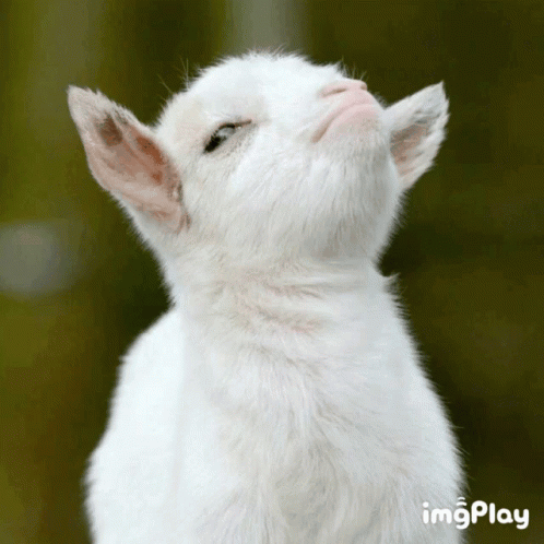White Goat Looking Up on Green Background with Imgplay