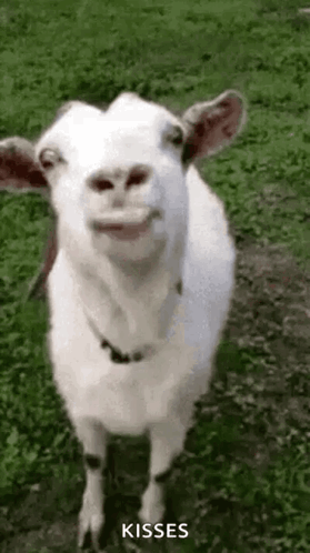 White Goat Making Face