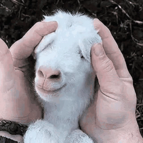 White Goat Meme Peekaboo GIF