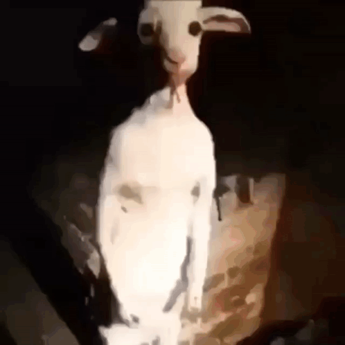 White Goat Meme Standing Up GIF