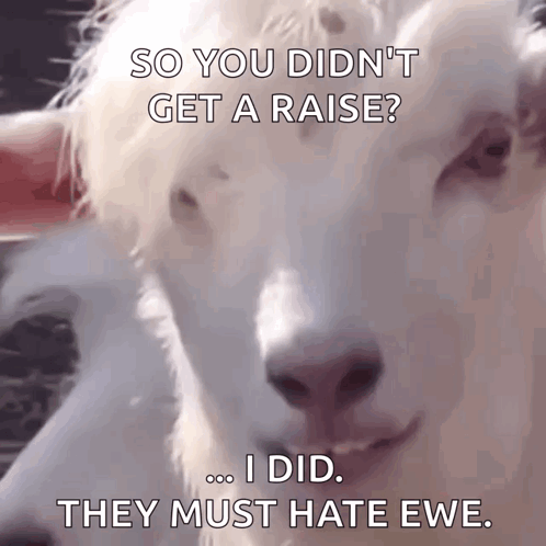 White Goat Saying So You Didn't Get A Raise Ewe GIF