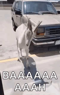 White Goat Standing In Front Of Car