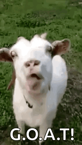 White Goat Standing in Grassy Field With Tongue Out